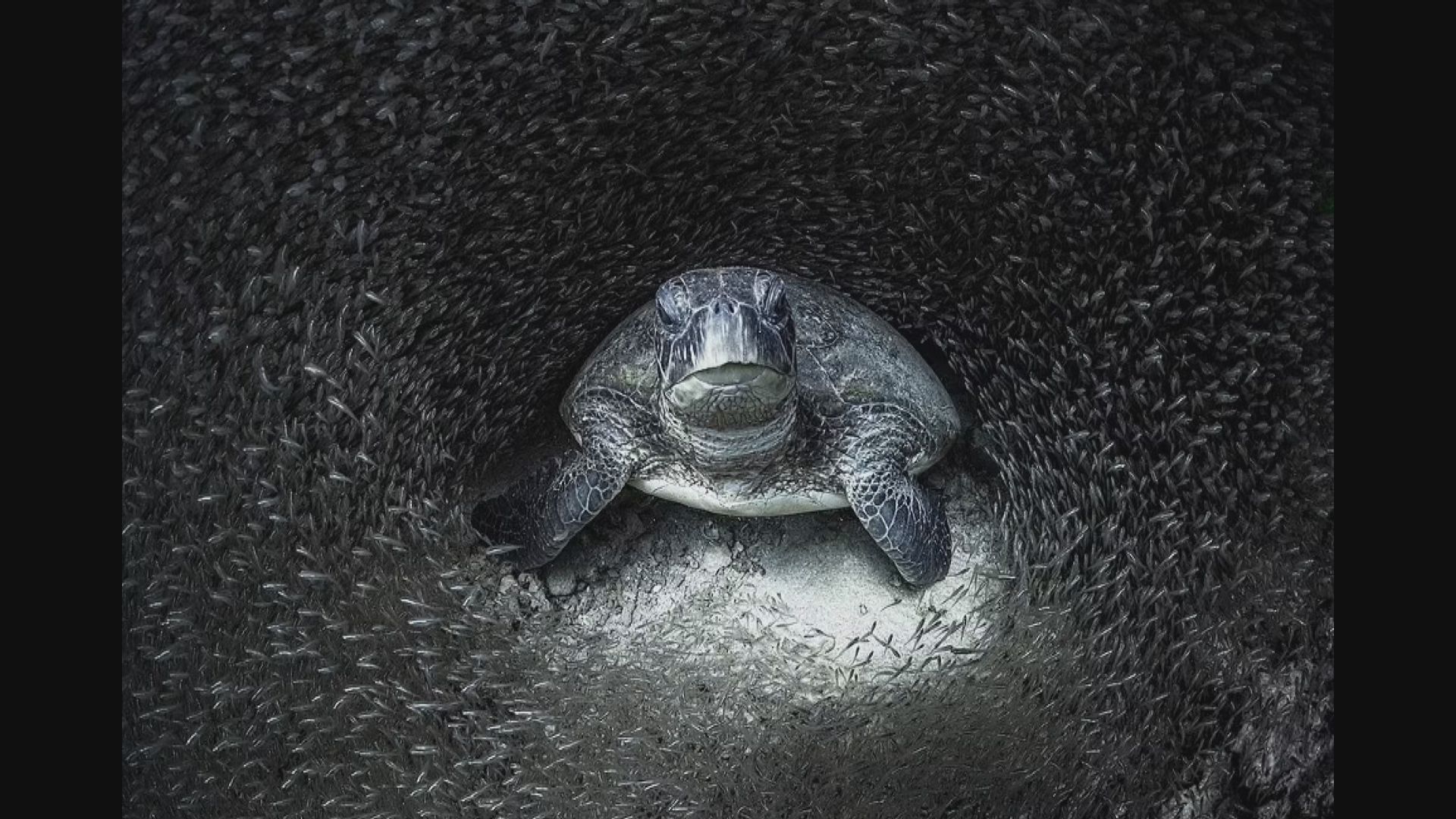 澳洲女攝影師勝出海洋攝影師大獎