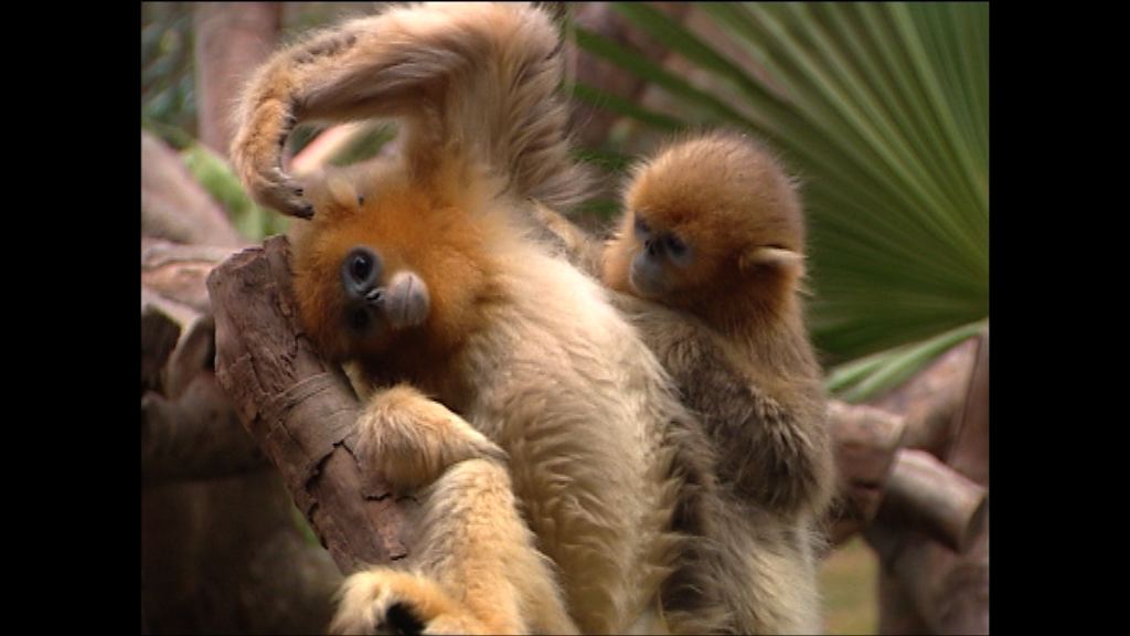 海洋公園金絲猴死因有待化驗