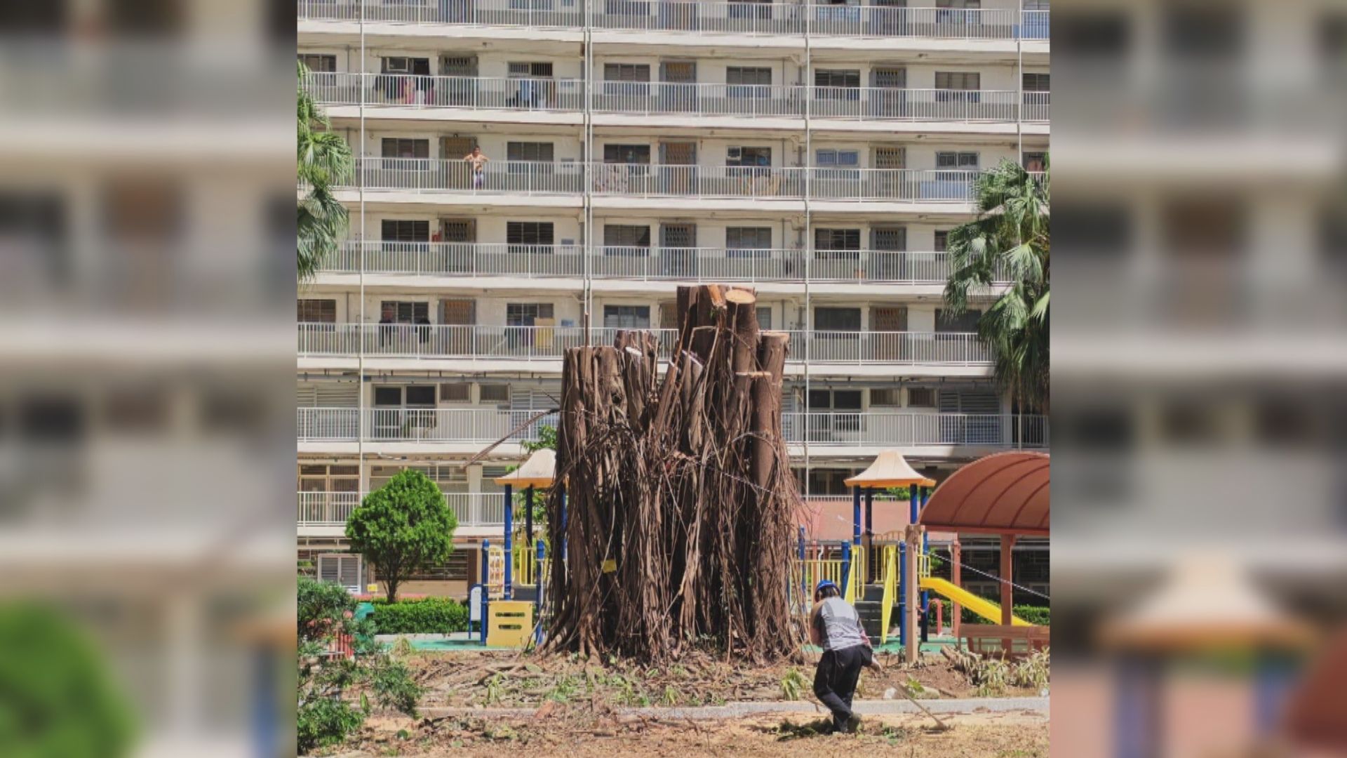 屹立愛民邨半世紀橡樹重新扶直　何永賢感謝房署保留共同回憶