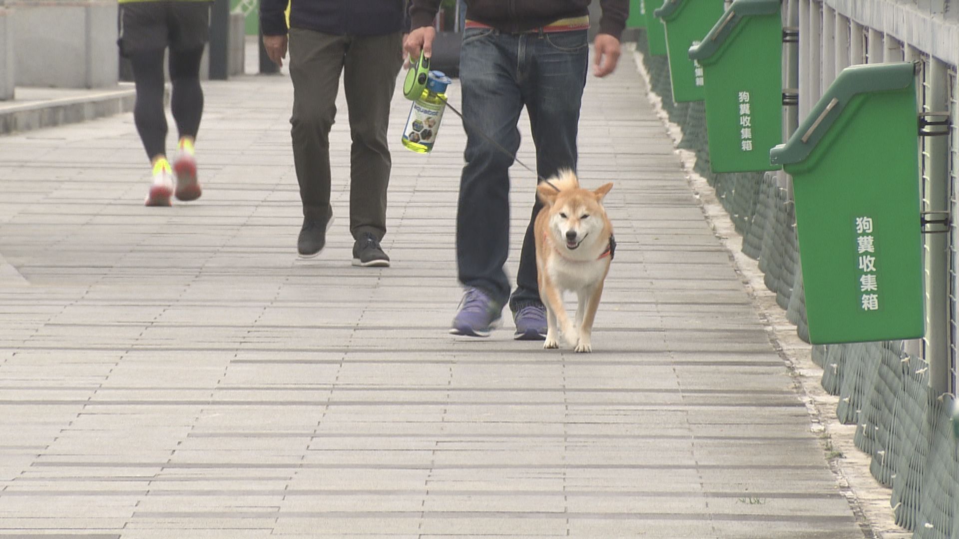 申訴專員公署批漁護署處理無領牌狗主手法被動