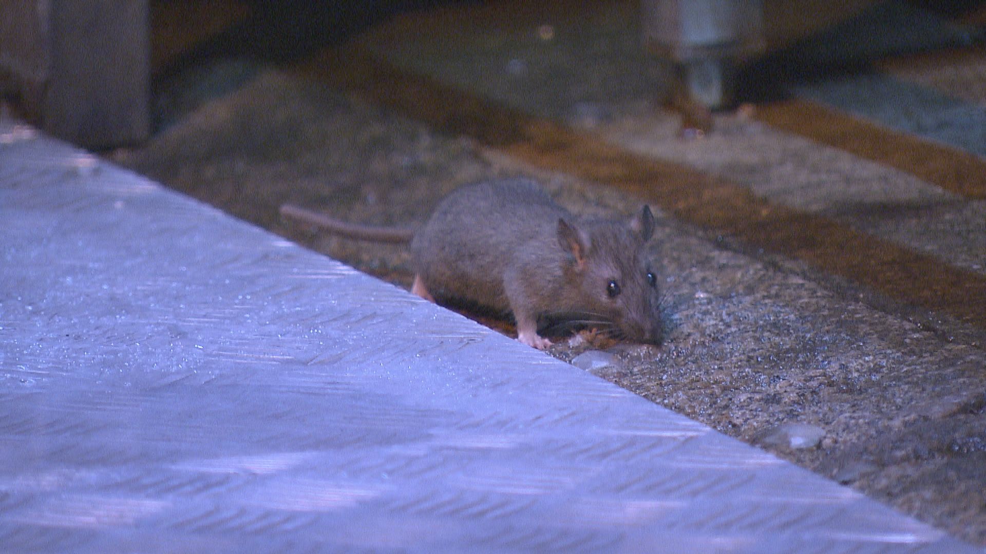 申訴專員主動調查食環署滅鼠成效