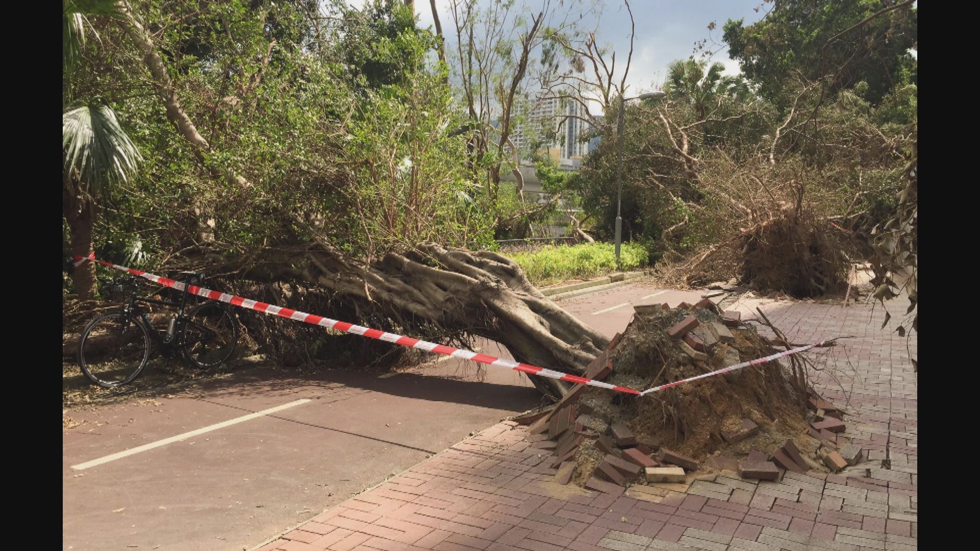 申訴專員公署主動調查政府處理政府土地樹木投訴