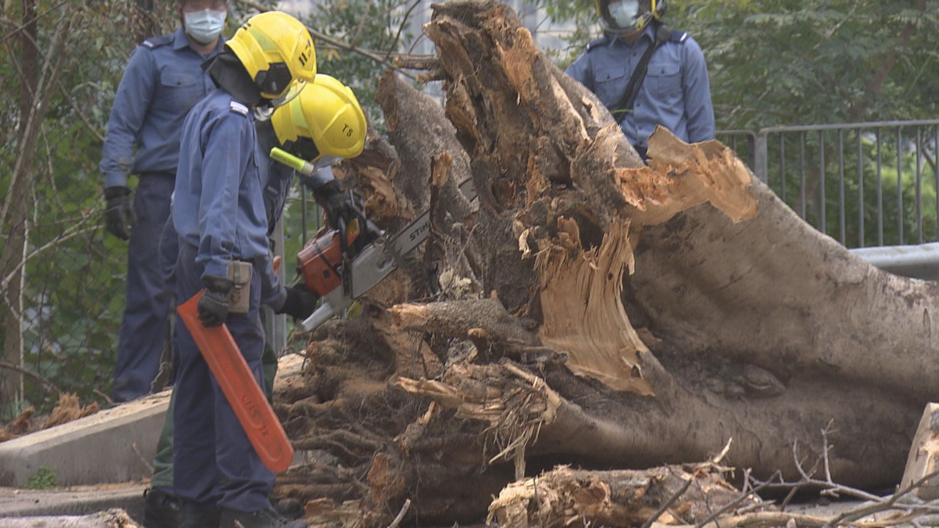 申訴專員：每年逾千樹木投訴涉部門權責爭議 樹木辦應設準則盡早介入