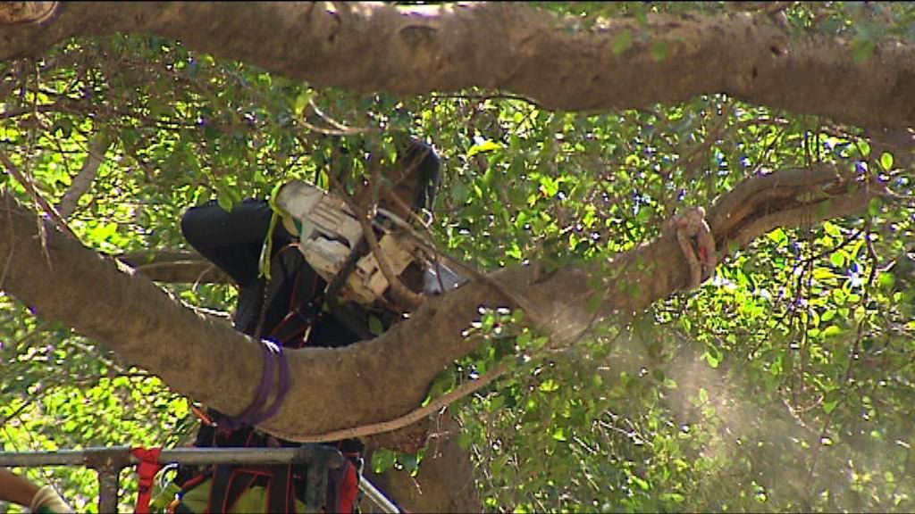 申訴專員主動調查般咸道榕樹被斬