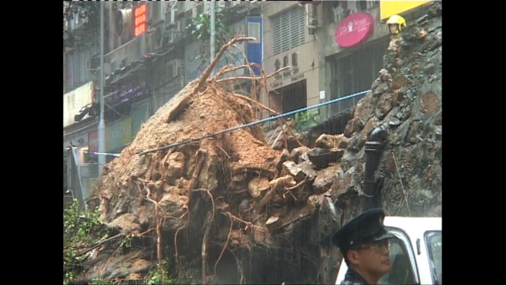 申訴專員調查政府樹木管理制度