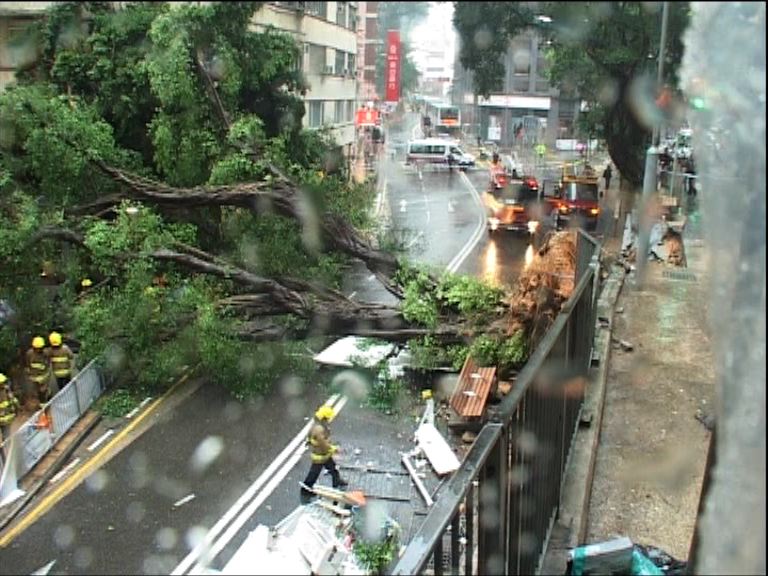 申訴署指路政署斬石牆樹無可厚非