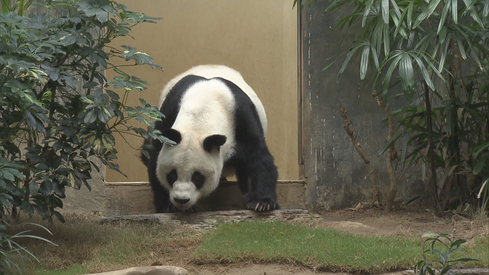 海洋公園或倒閉　護理員：動物是香港一分子不應搬遷