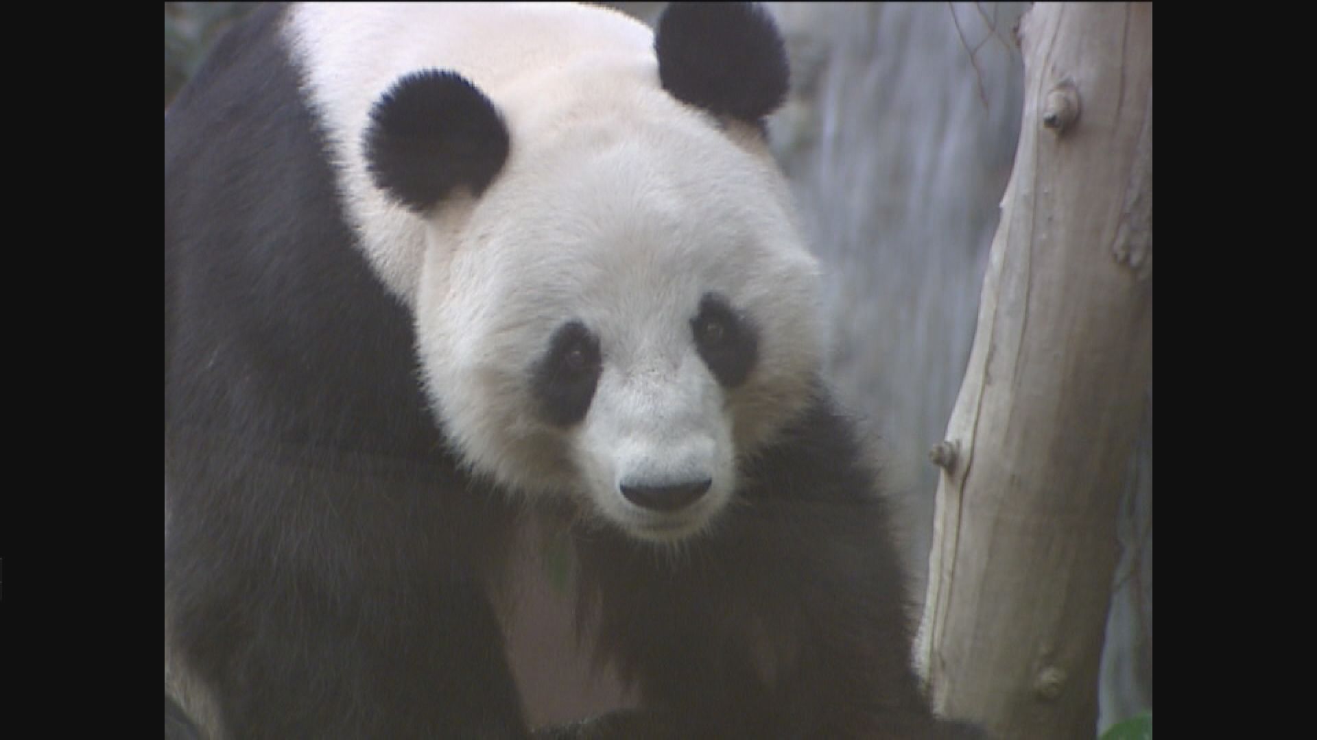 海洋公園確認大熊貓盈盈並無懷孕