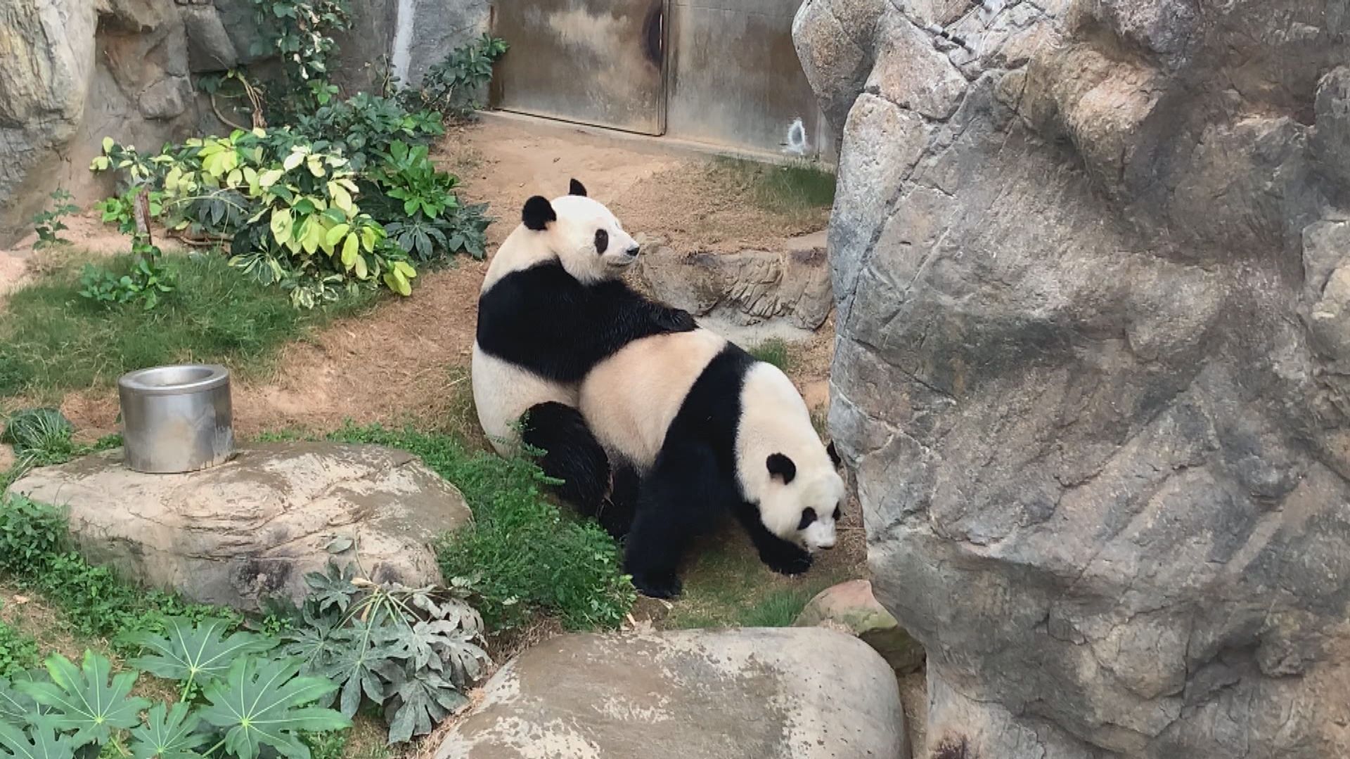 【有片】大熊貓盈盈及樂樂首次成功自然交配