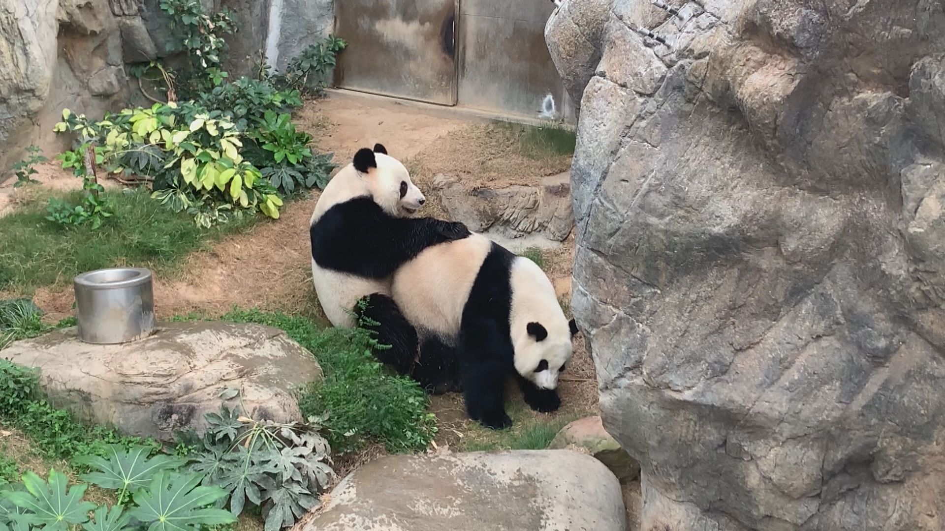 大熊貓盈盈再次未能成功懷孕