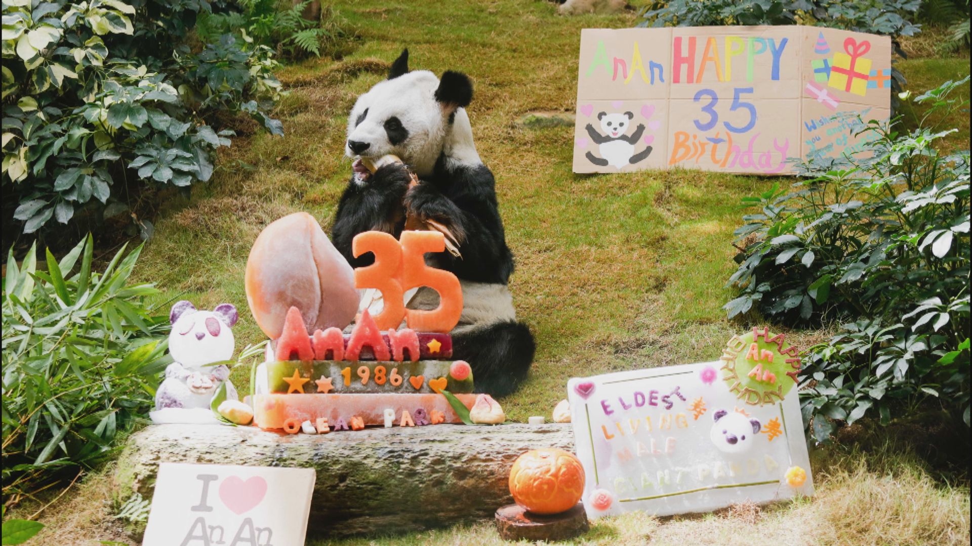 海洋公園安安將35歲　成全球最長壽雄性大熊貓