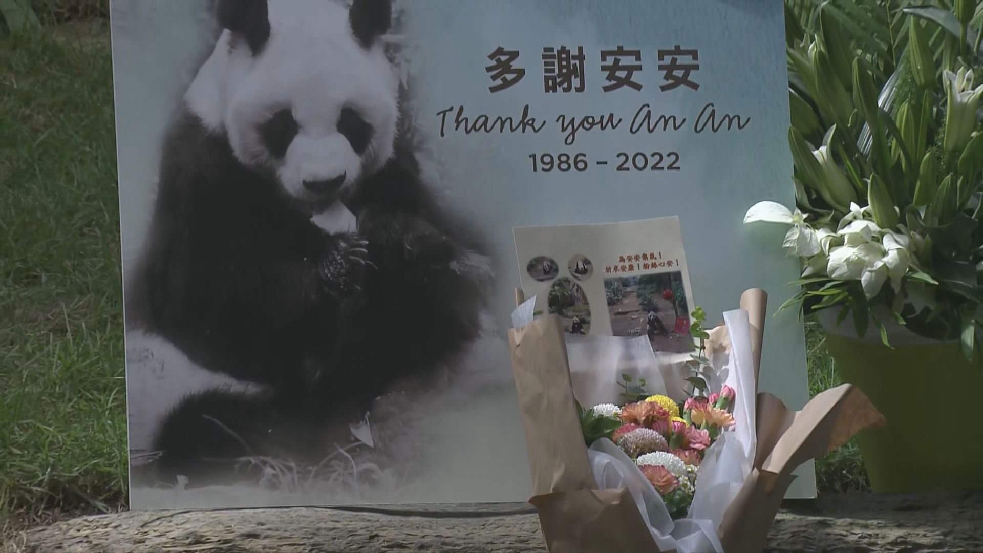 大熊貓安安身體持續轉差　早上接受安樂死