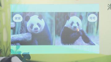 大熊貓護理員：安安活潑好動　可可對新事物較敏感