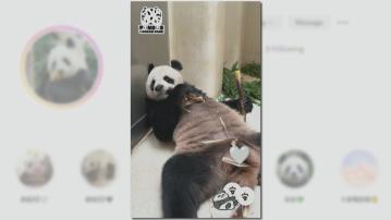 海洋公園大熊貓最新片段　安安躺著食竹