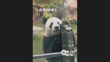 大熊貓安安可可完成檢疫　新居入伙首度踏足奇珍館場區