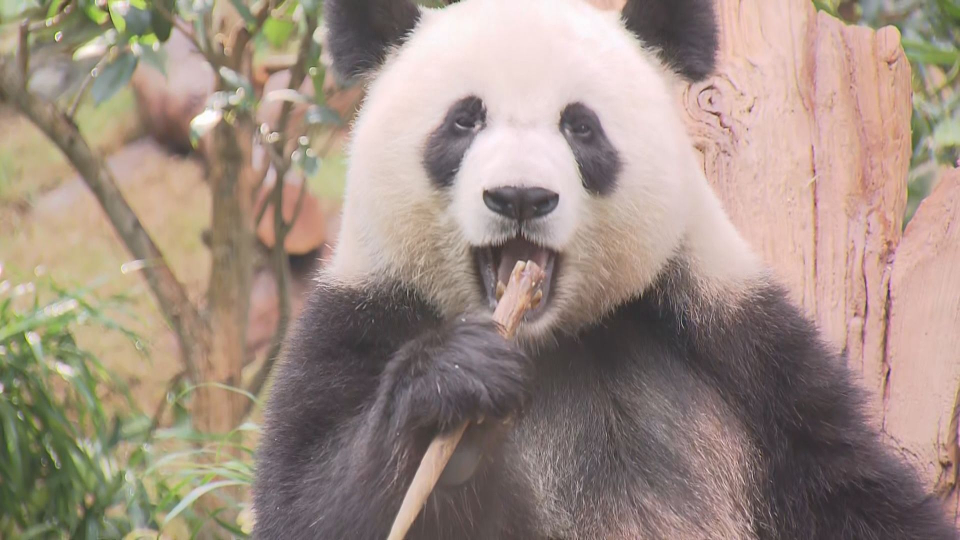 海洋公園安排安安及可可與傳媒見面