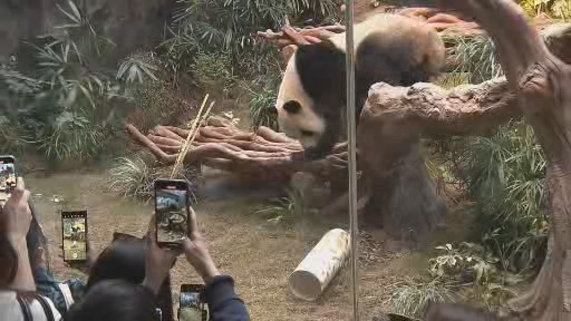 龐建貽：數千人周日探望安安及可可　冀熊貓寶寶農曆年與公眾見面