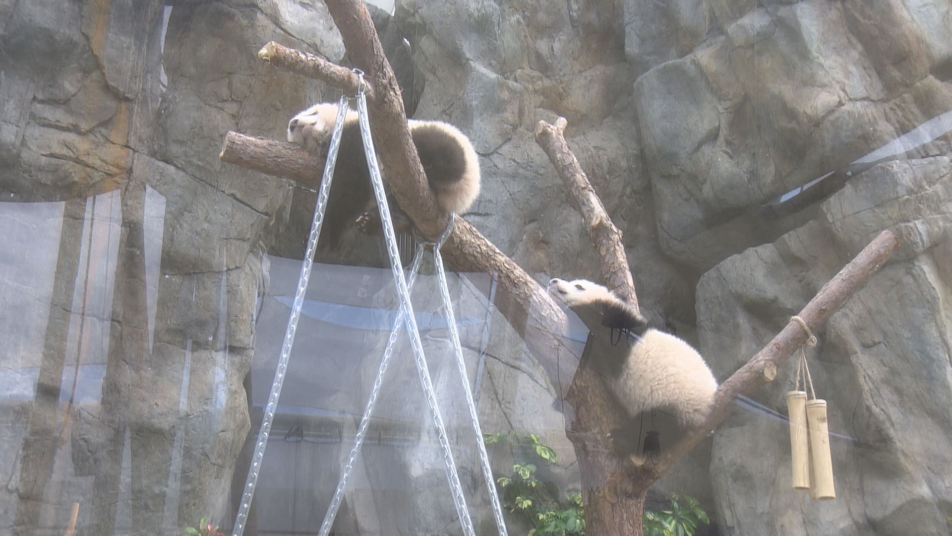 港產大熊貓龍鳳胎周日亮相　已有數百人報「貴賓團」　命名比賽全民參與