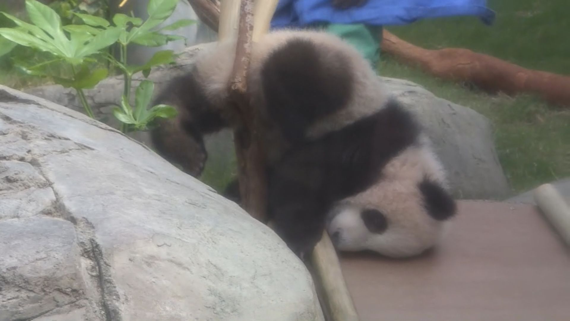 港產大熊貓龍鳳胎周日起與公眾見面　活潑「家姐」率先表演玩滑梯