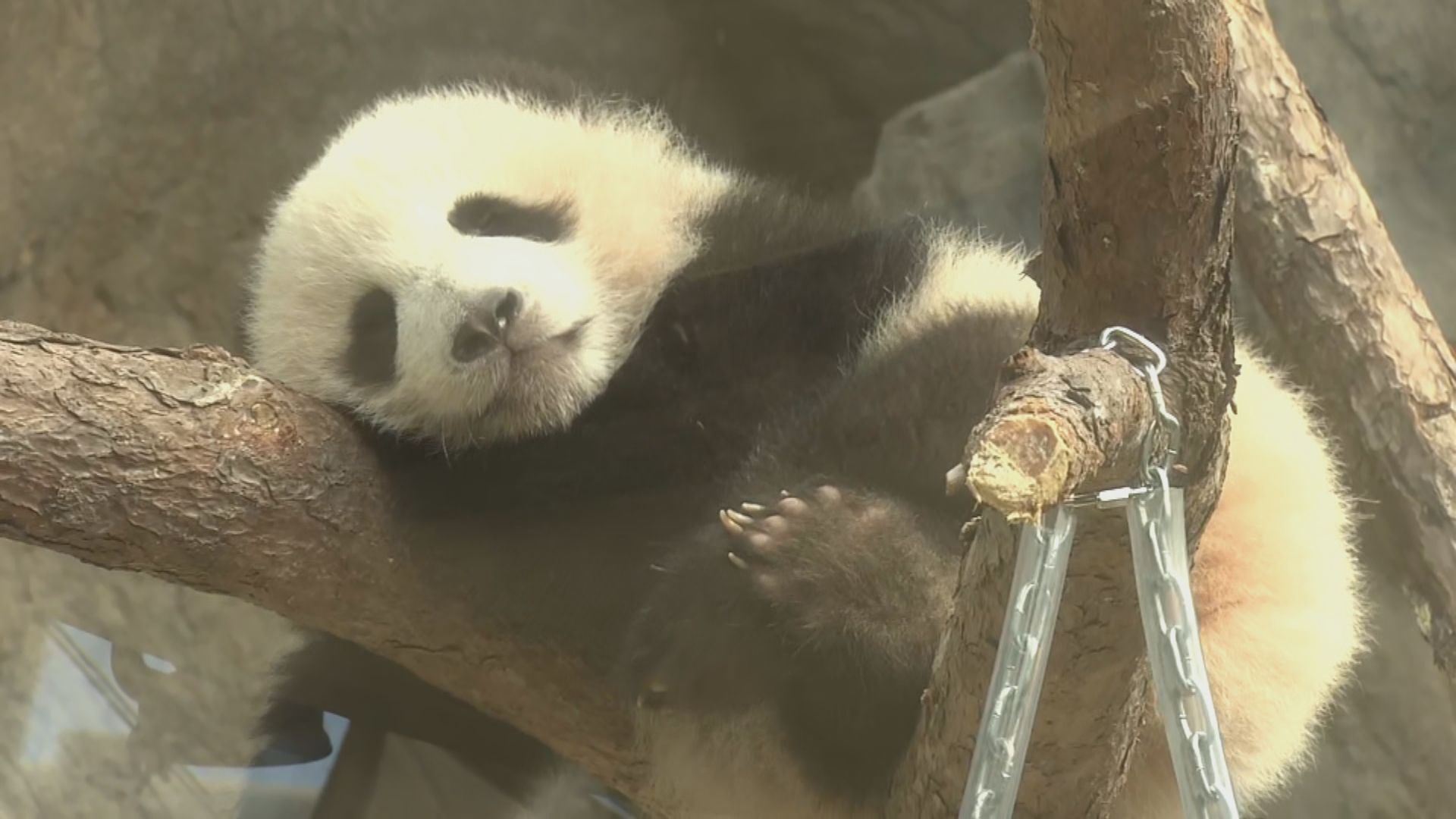 港產大熊貓龍鳳胎周日起與公眾見面　活潑「家姐」率先表演玩滑梯