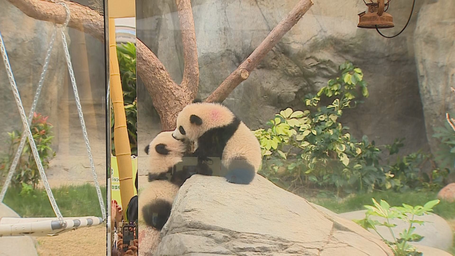 大熊貓「家姐」「細佬」與公眾見面　有人提早近四小時到場排隊
