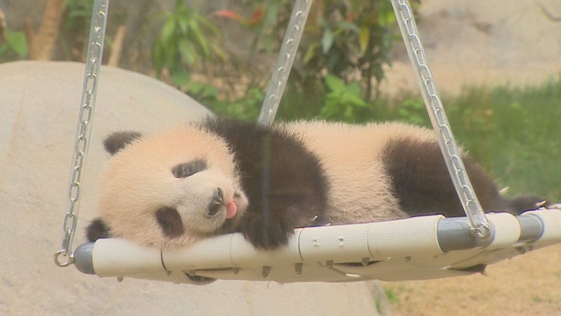 大熊貓龍鳳胎即日起朝十晚三與公眾見面　中午輪候時間需一小時