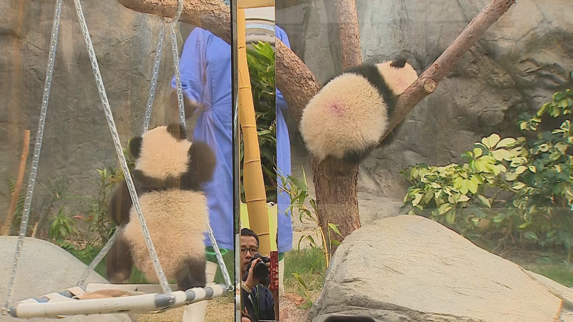 龐建貽：首日5000人次參觀「大熊貓之旅」　破單日最高紀錄