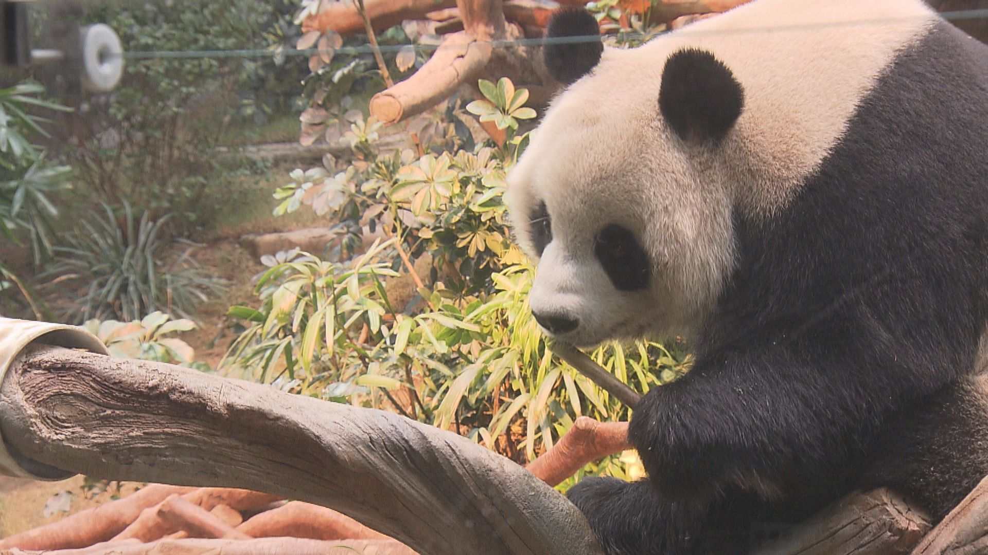 海洋公園指大熊貓可可發情　但未有與安安交配