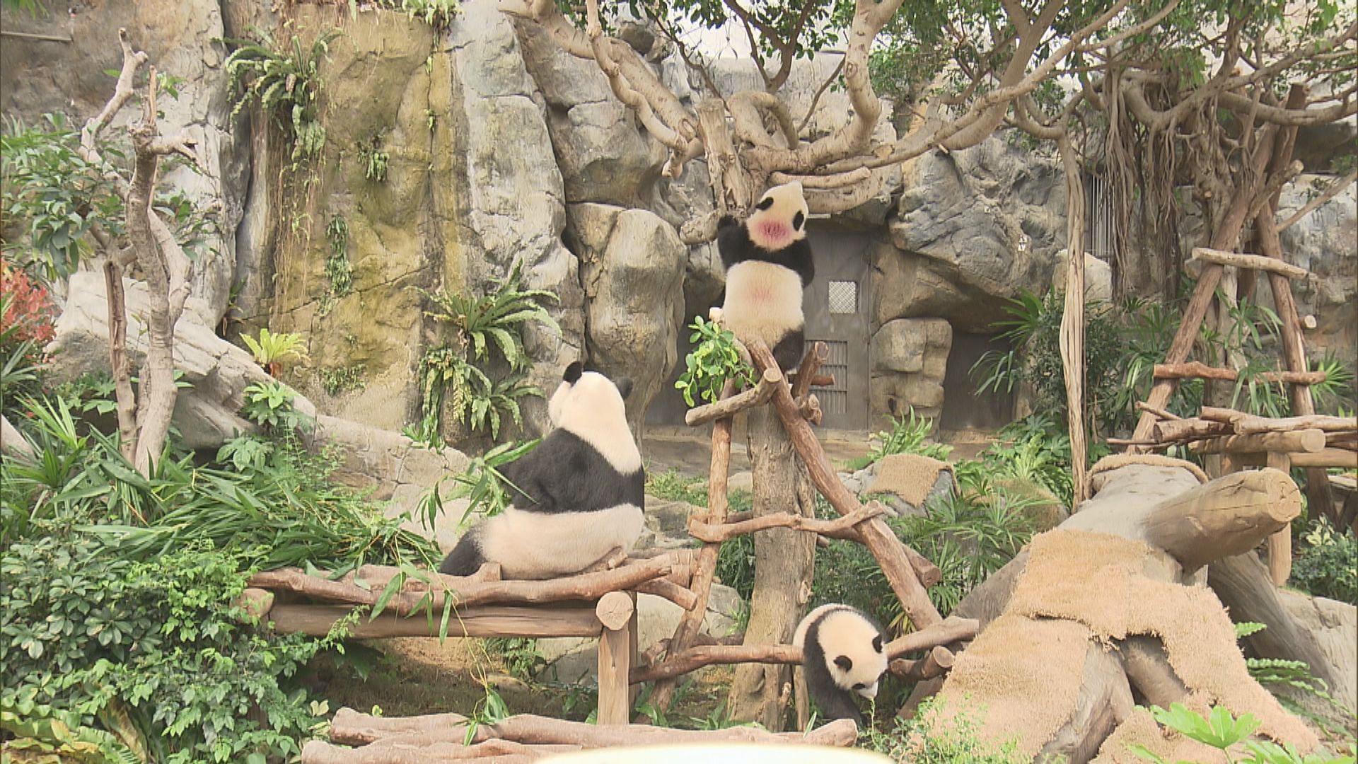 大熊貓盈盈與龍鳳胎寶寶生活區擴大　市民探訪不再限時