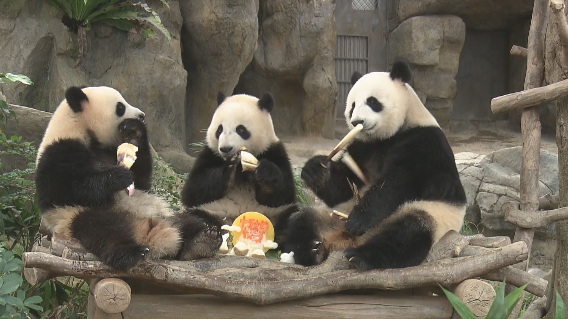 海洋公園大熊貓家族吃特製「月餅」迎中秋