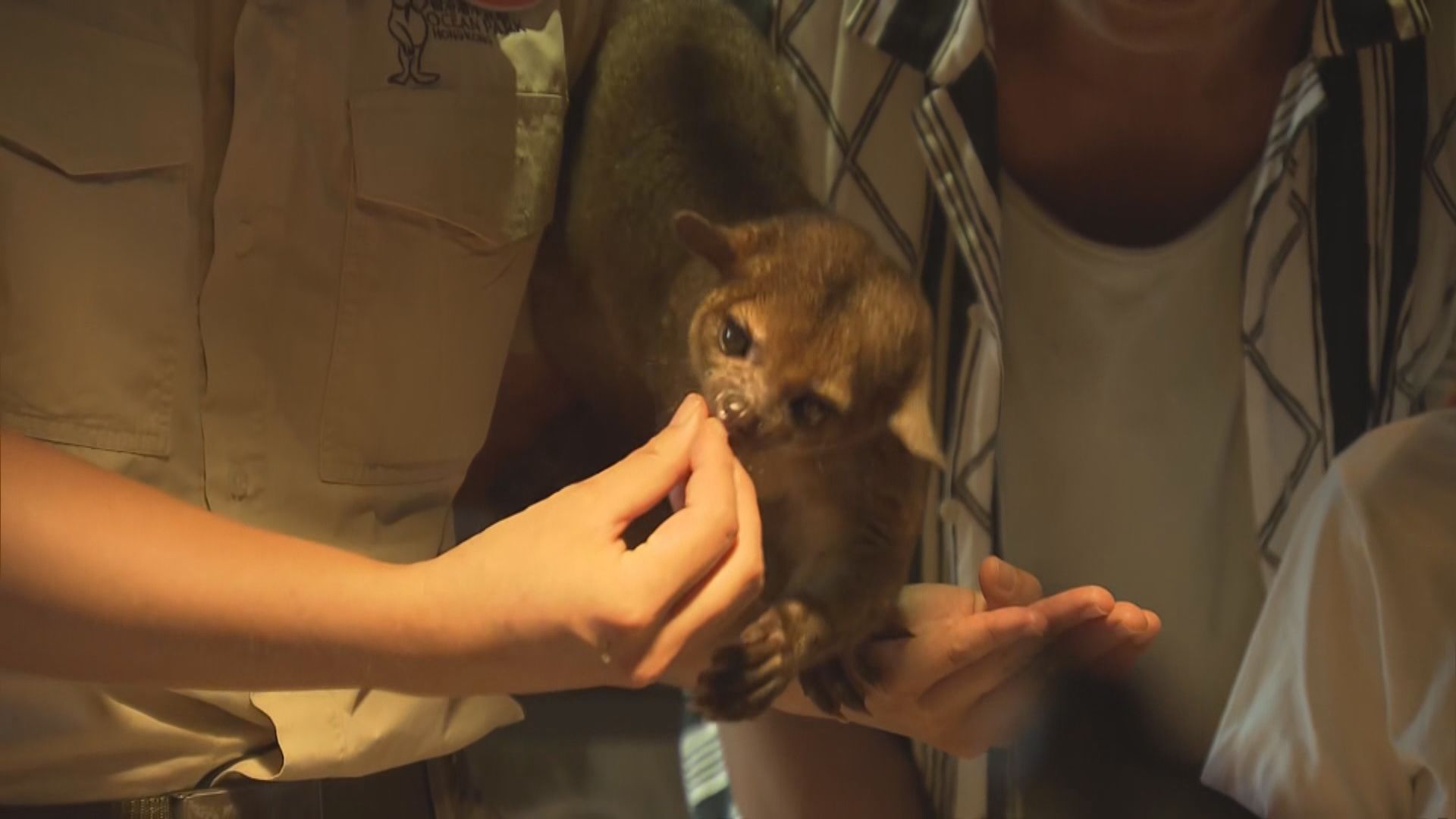 海洋公園設新展館 近距離觀賞二趾樹懶及球蟒等