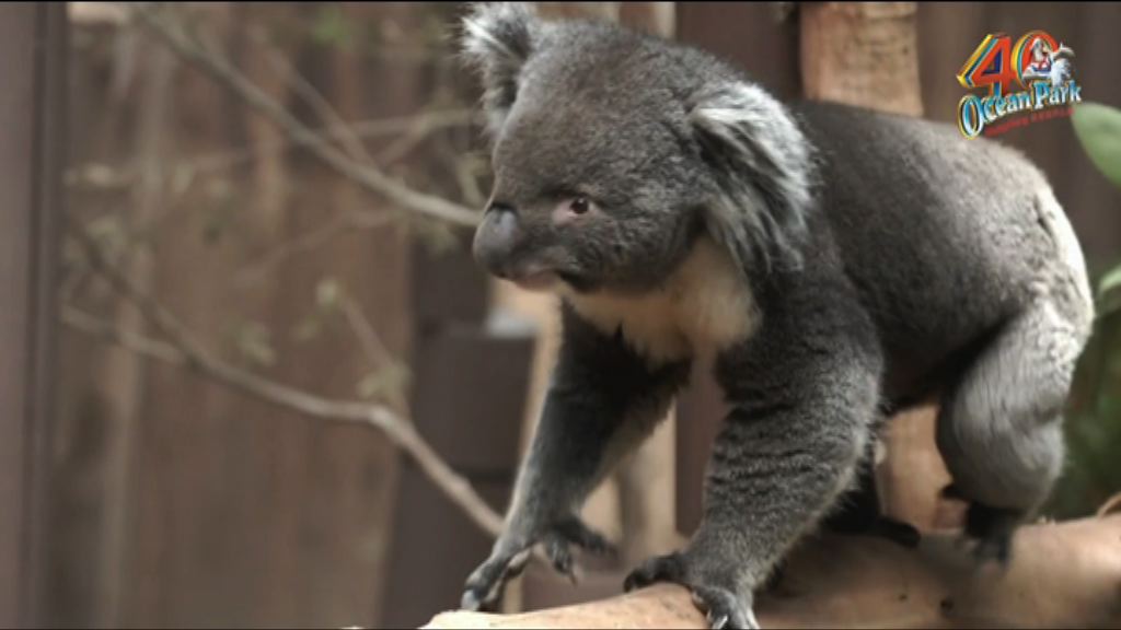 海洋公園為一隻樹熊安排安樂死