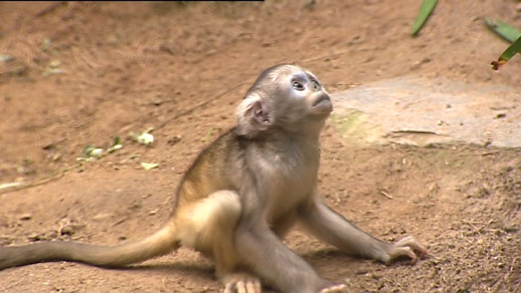 港產川金絲猴將來須歸還成都
