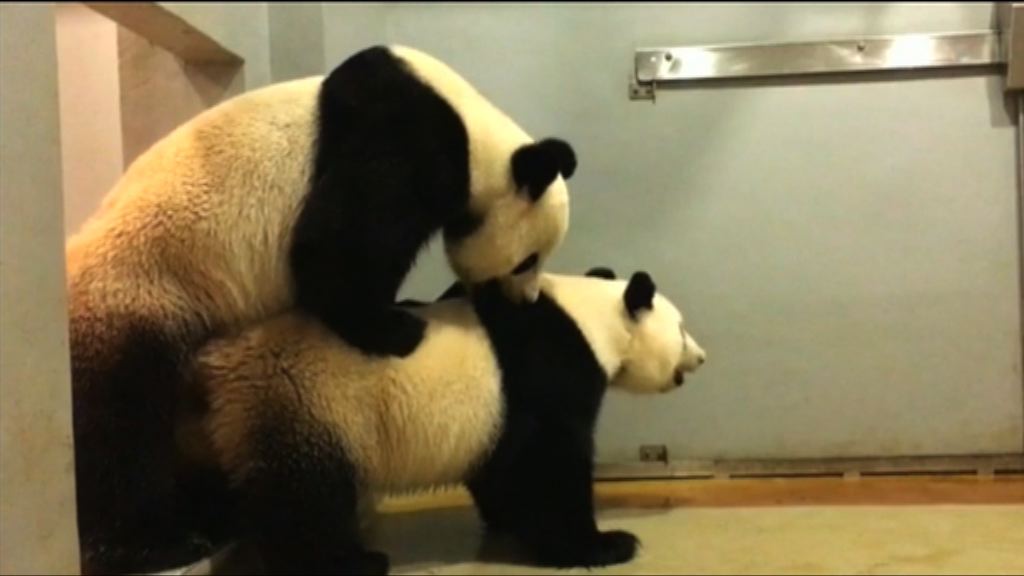 海洋公園安排盈盈樂樂自然交配未成功