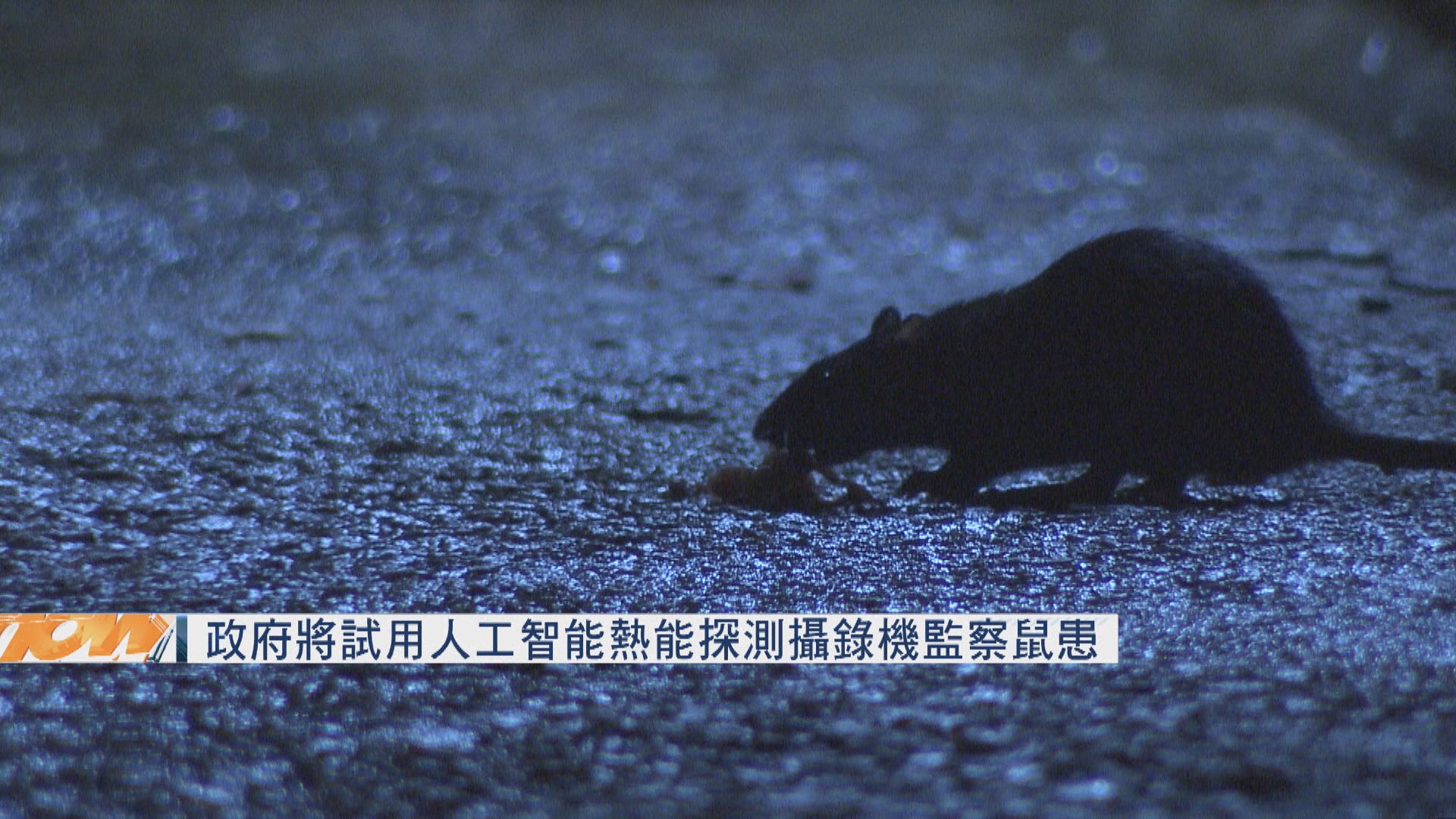 政府將試用人工智能熱能探測攝錄機監察鼠患