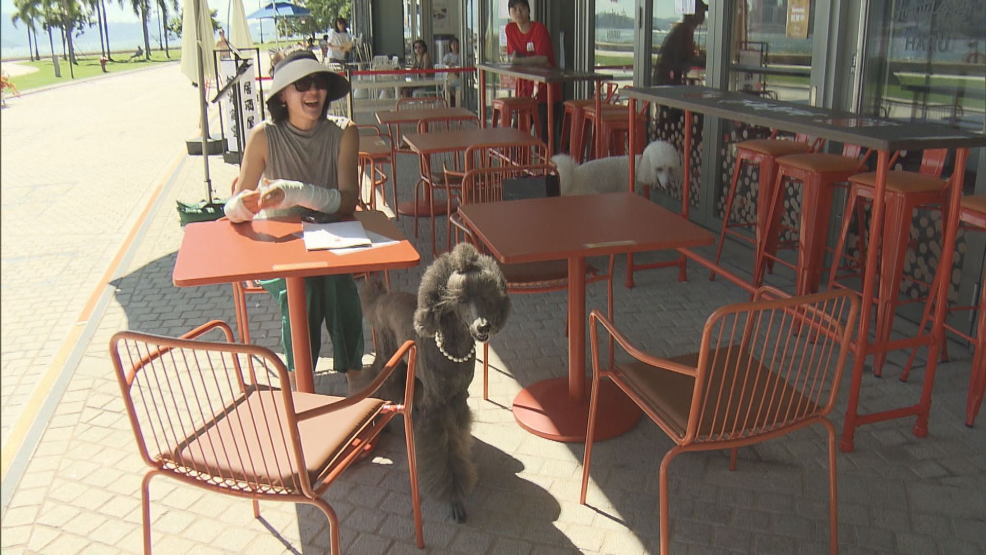 施政報告前瞻｜擬准食肆申請牌照　容許狗隻進入(高詩敏報道)