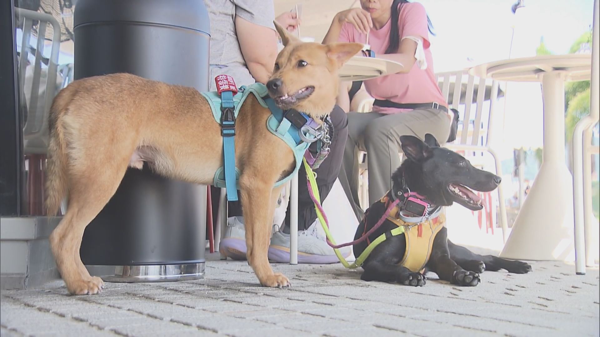 施政報告前瞻｜當局擬准食肆申請牌照容許狗隻進入　有餐廳表歡迎稱可增加生意(高詩敏報道)