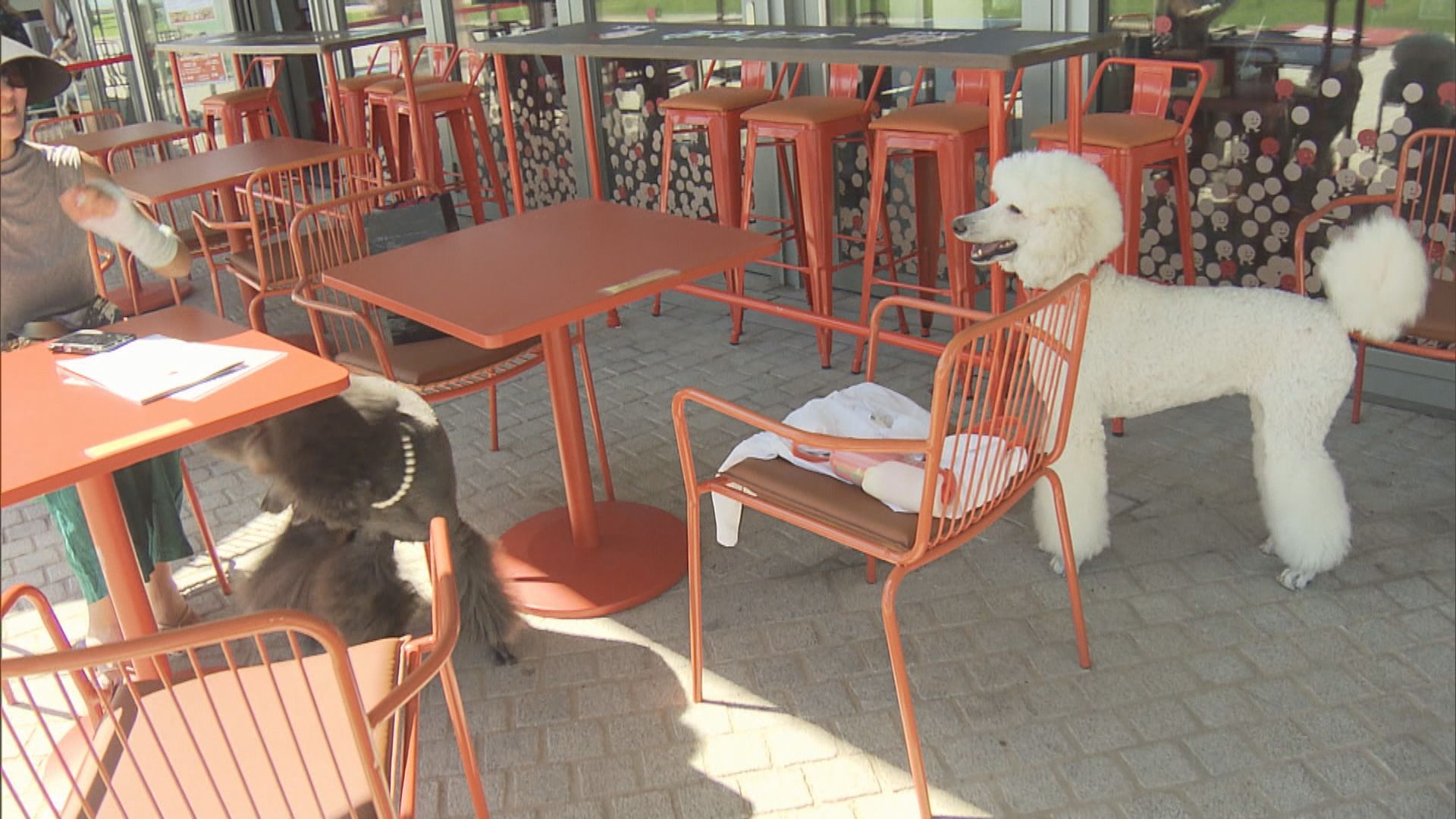 施政報告｜簡化露天食肆座位申請　寵物狗隻進入食肆牌照最快明年中推出