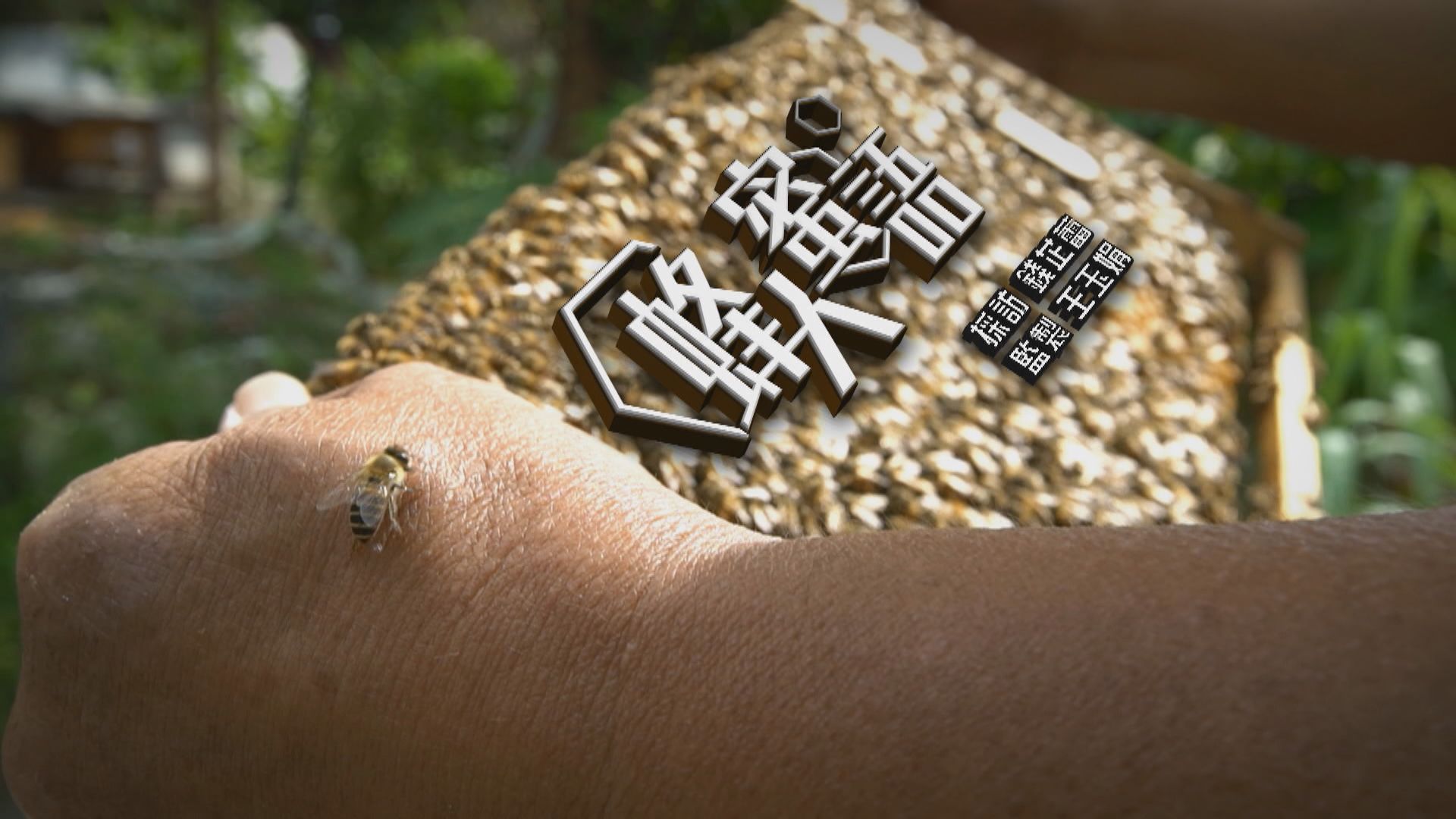 【經緯線】蜂人蜜語（一）