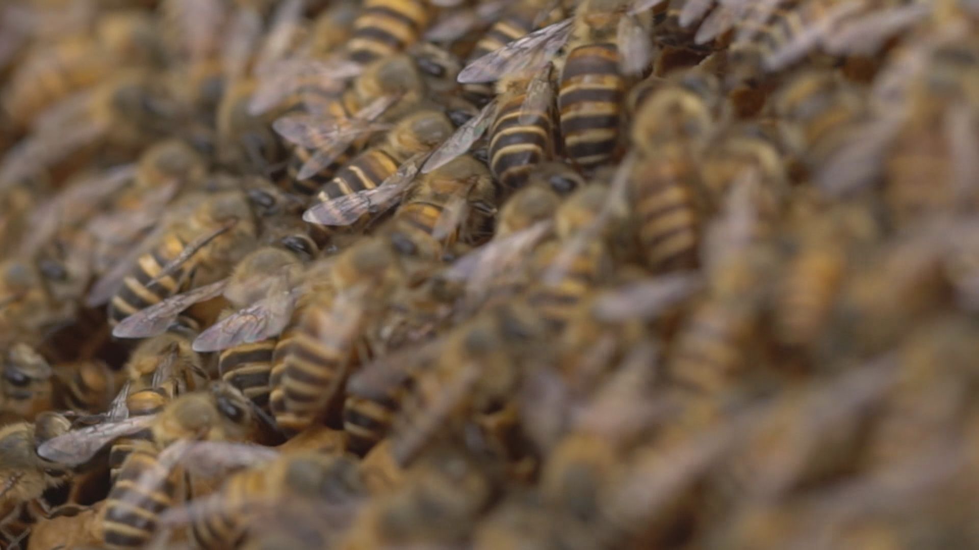 【經緯線】蜂人蜜語（二）