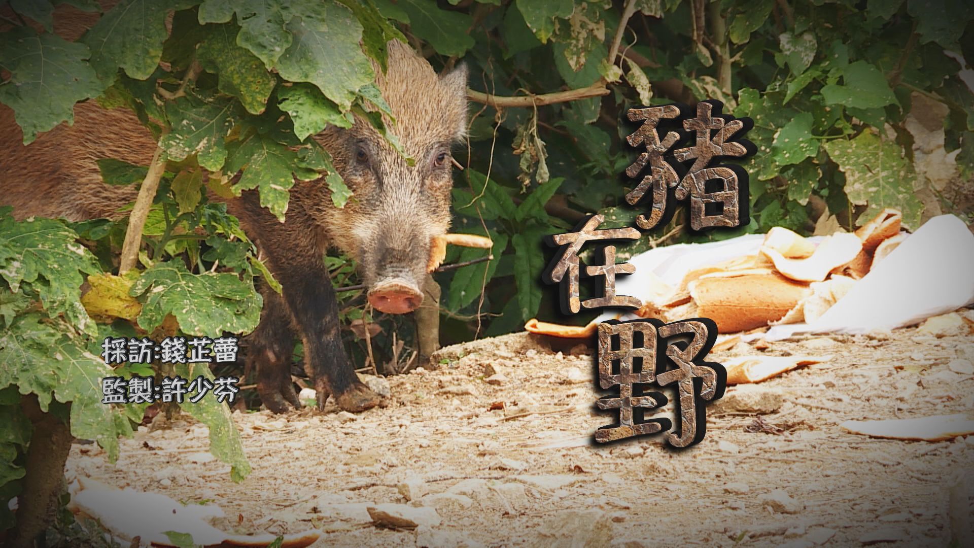 【經緯線】豬在野（一）