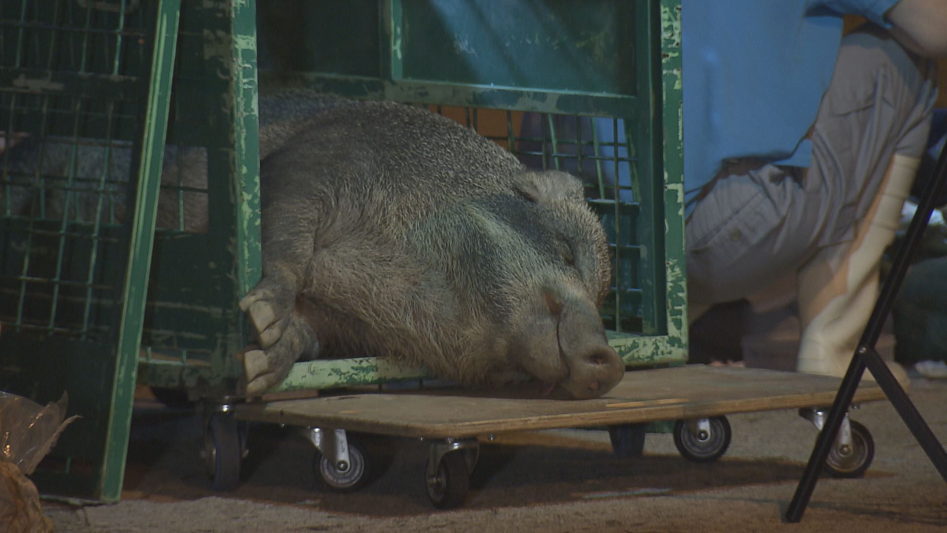 【經緯線】豬在野（二）