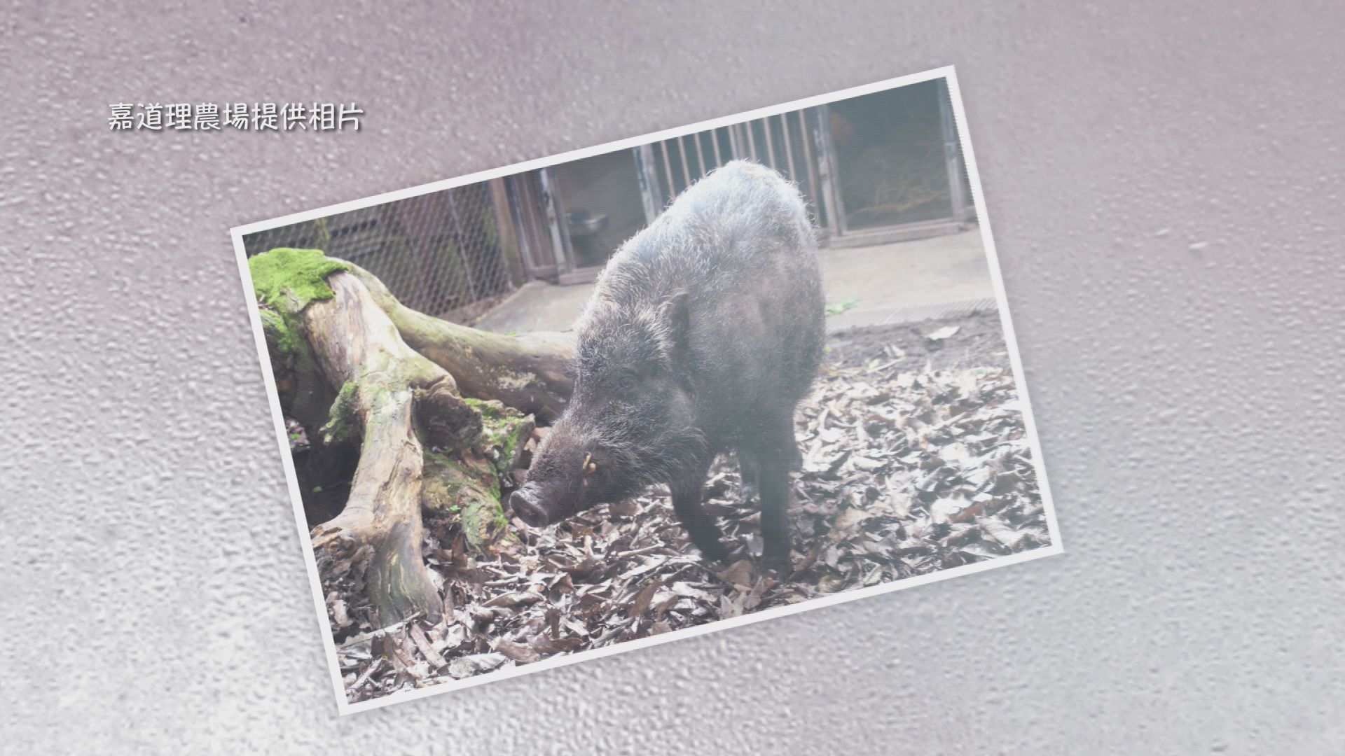 【經緯線本周提要】非法餵飼或導致野豬闖民居