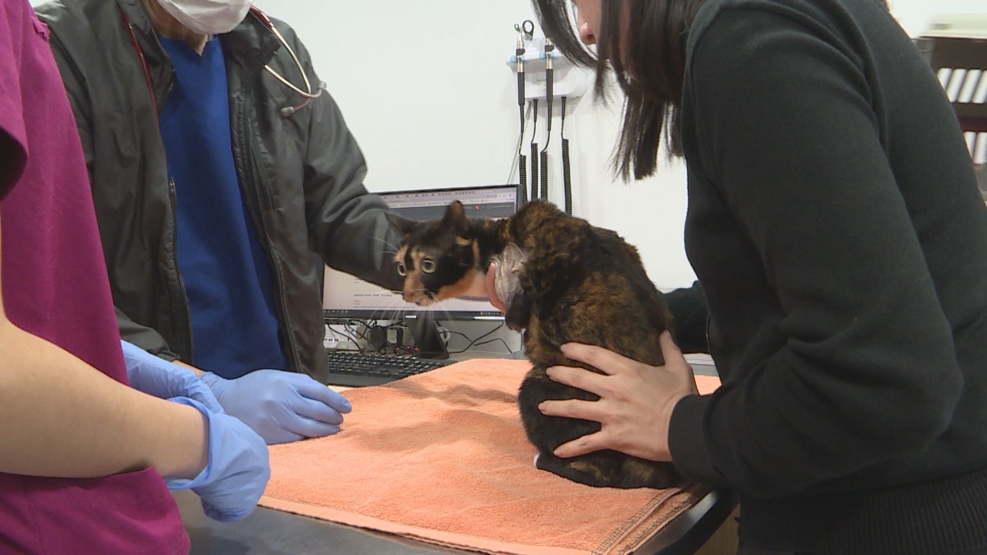 經緯線本周提要｜虐待動物舉報十年增逾一倍　團體促修例增阻嚇性