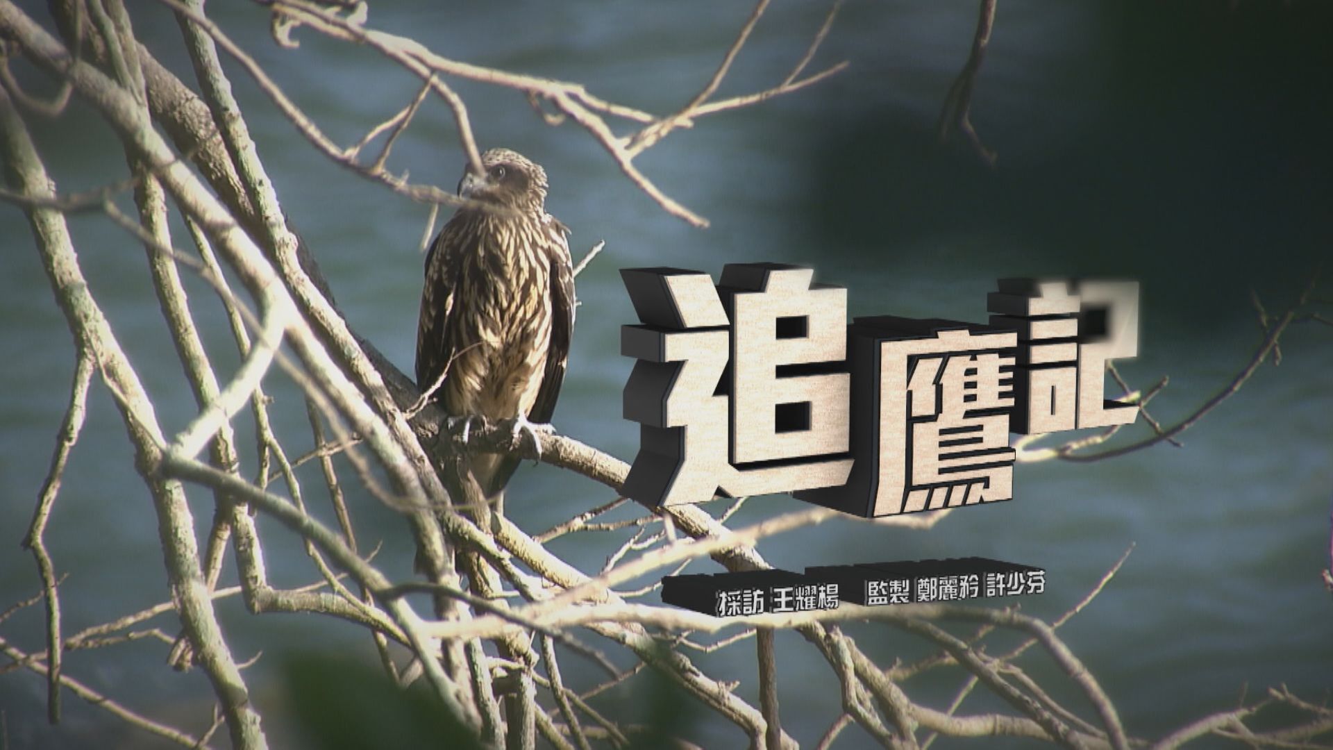 【經緯線】追鷹記（一）