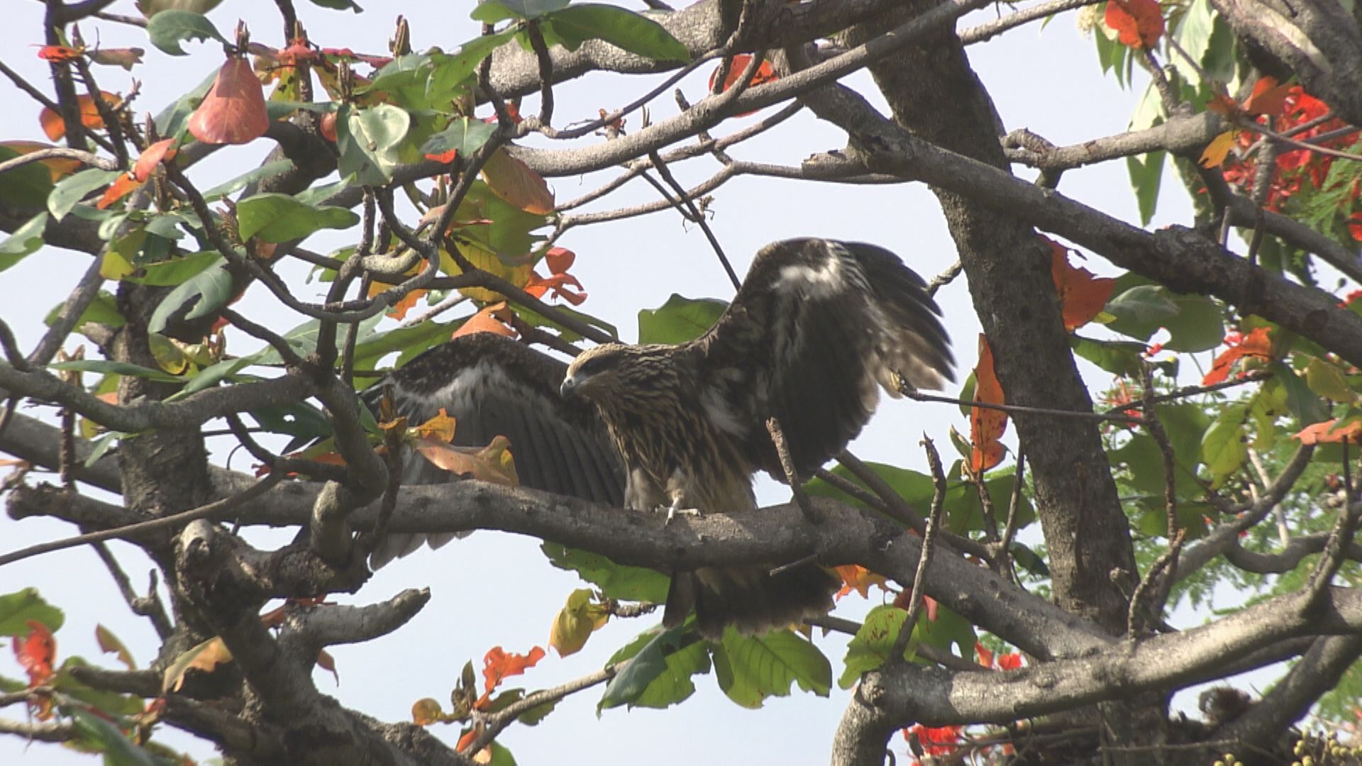 【經緯線】追鷹記（二）