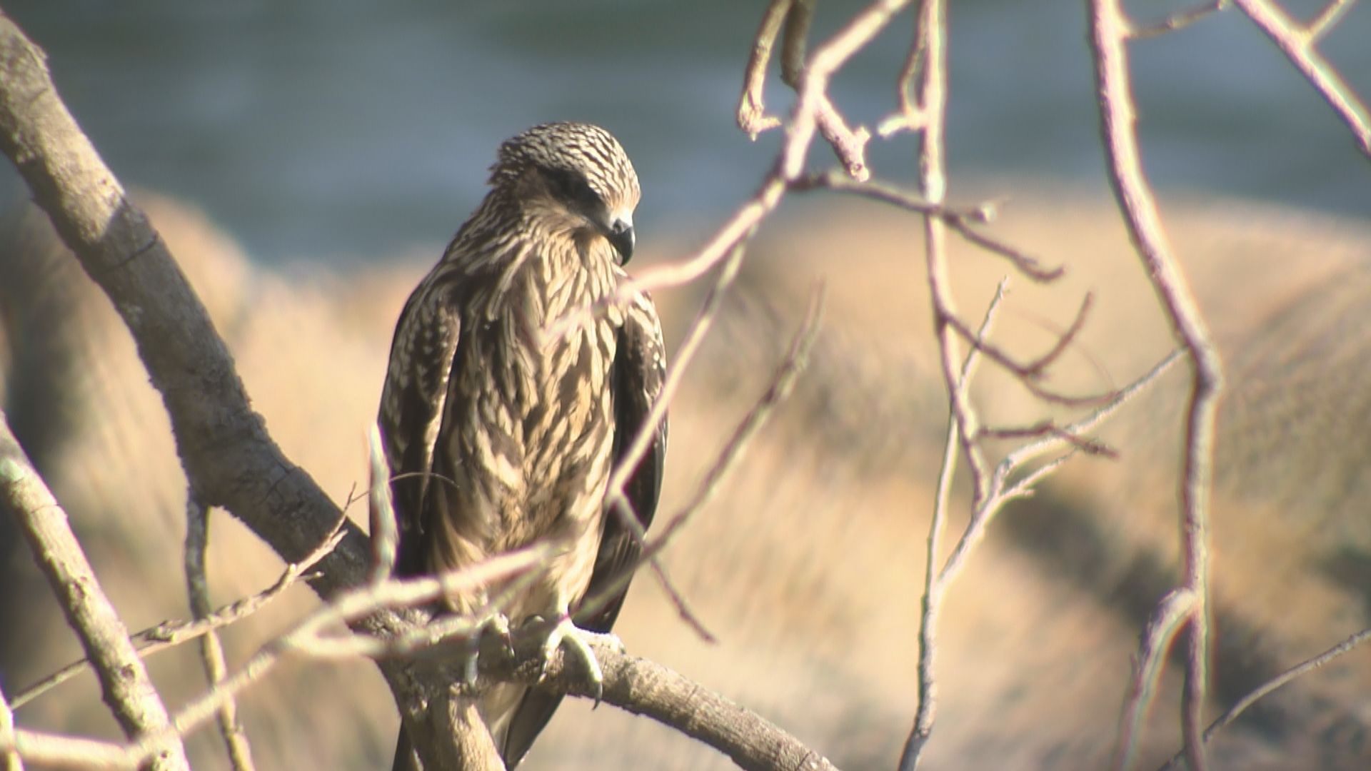 【經緯線本周提要】觀察逾十年　鷹痴追蹤本地麻鷹繁殖故事
