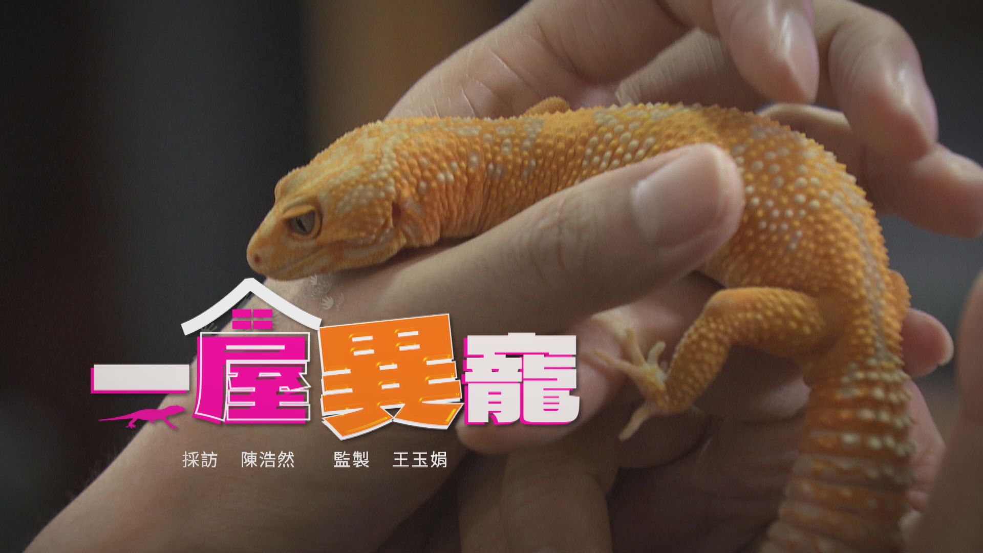經緯線｜一屋異寵(一)