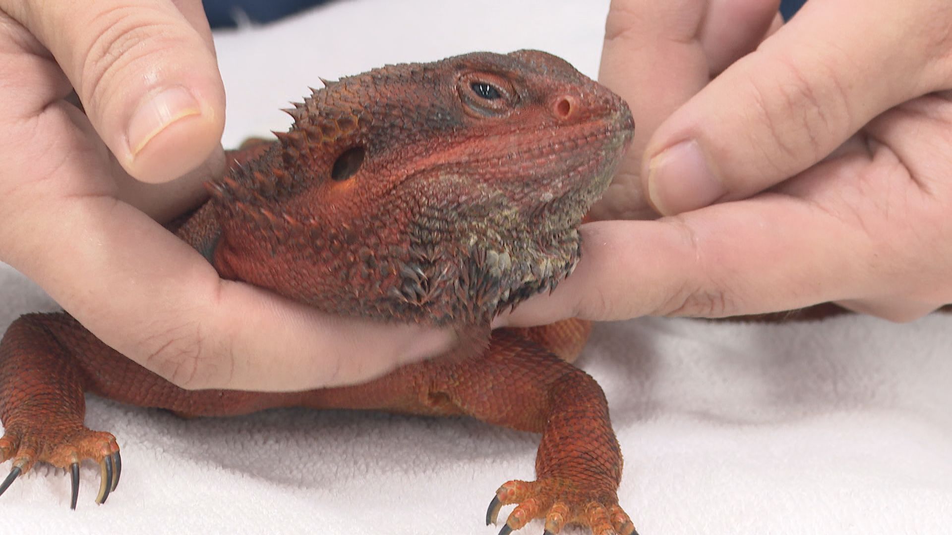 經緯線本周提要｜飼養「異寵」熱潮興起　學者指年輕人冀塑造獨特性
