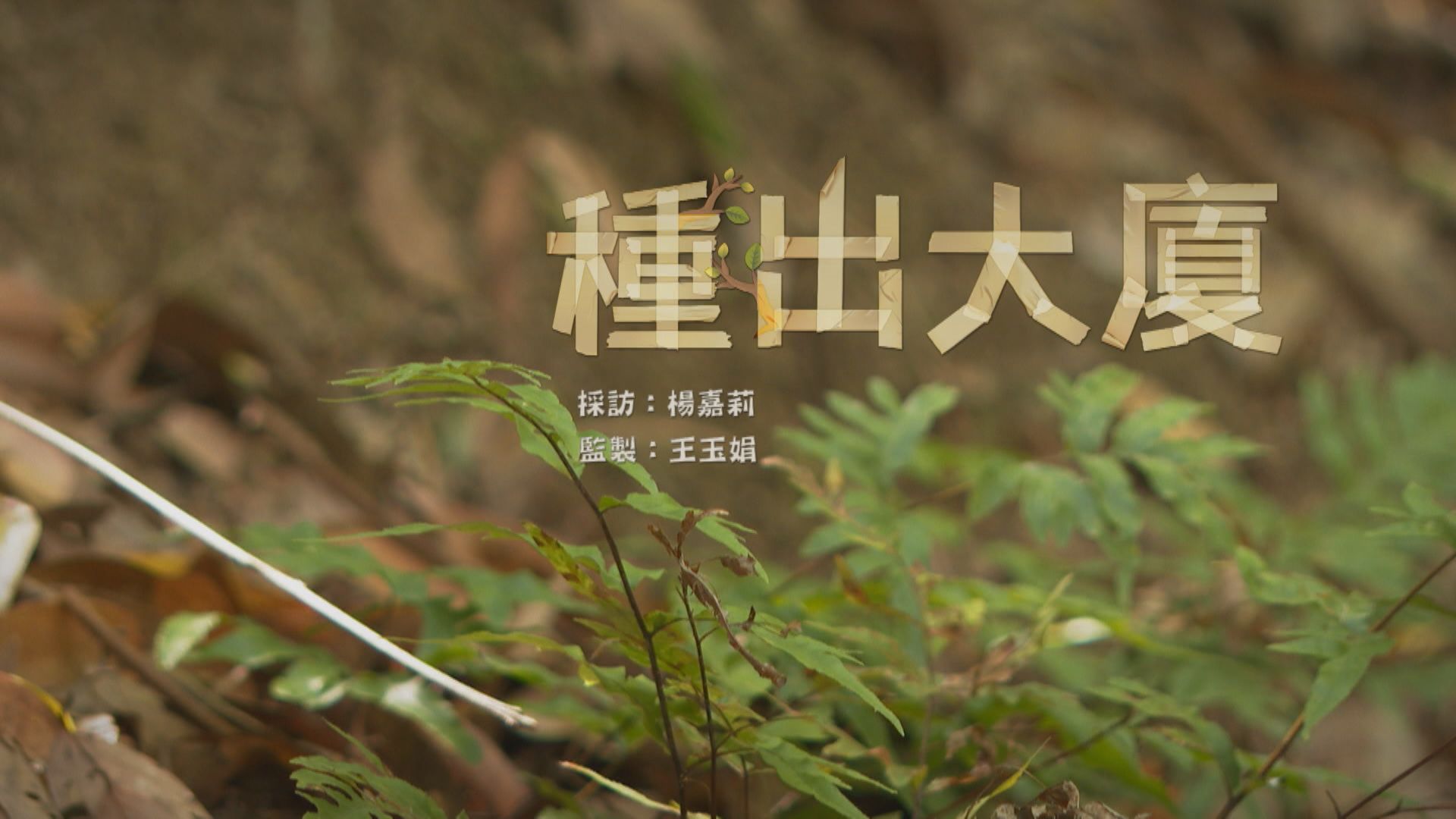 【經緯線】種出大廈(一)